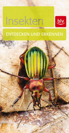 Insekten